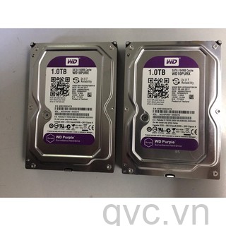 HDD Western 1TB màu tím